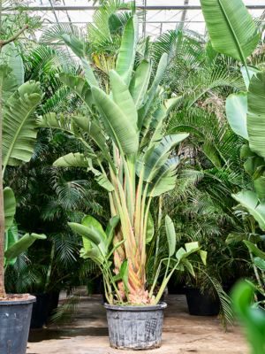 Tuft XL