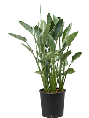 Tuft