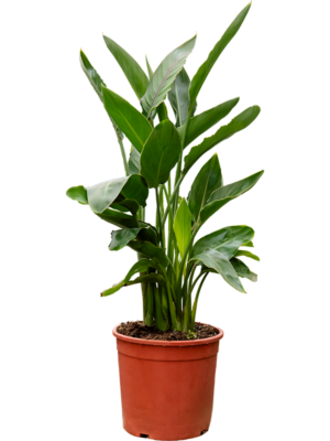 Tuft