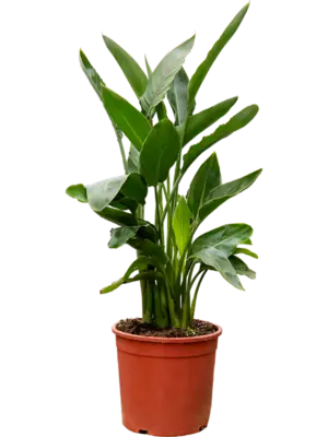 Strelitzia reginae