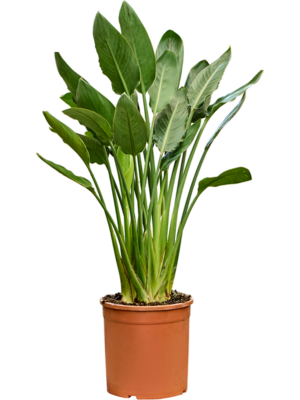 Tuft