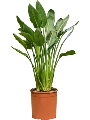 Tuft