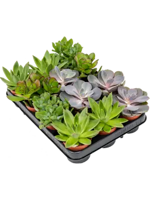 Succulenten mix 12/tray