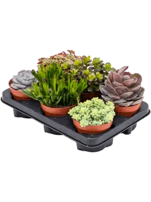Succulenten mix 6/tray