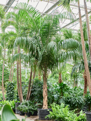 Stem