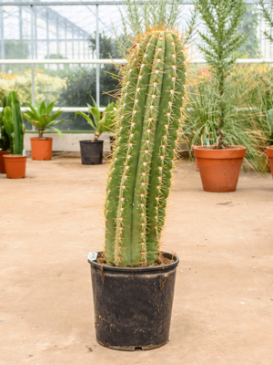 1pp