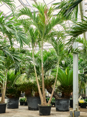3-Stem