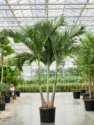 3-Stem