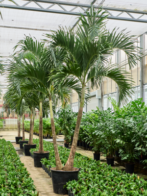 2-Stem