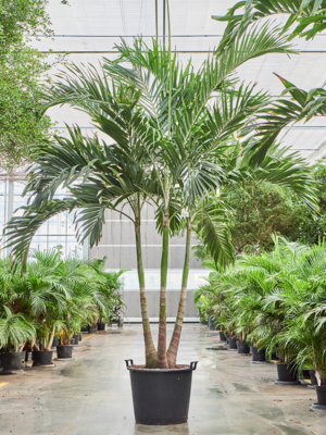 3-Stem
