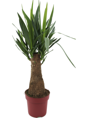 Bulb (30)