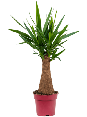 Bulb (40)