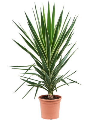 Stem