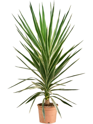 Stem
