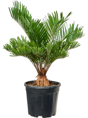 Bush