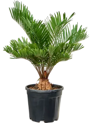 Bush