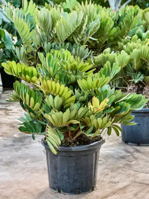 Bush