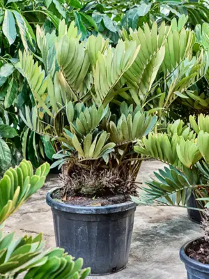 Bush