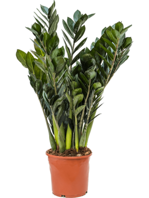 Tuft