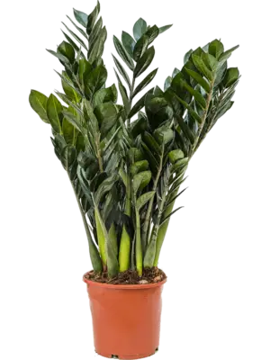 Tuft