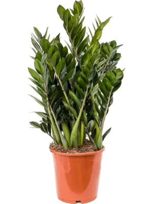 Tuft