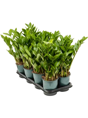 Tuft
