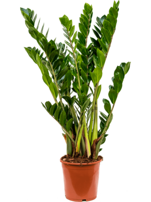 Tuft