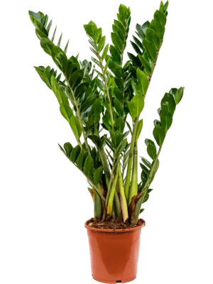 Tuft