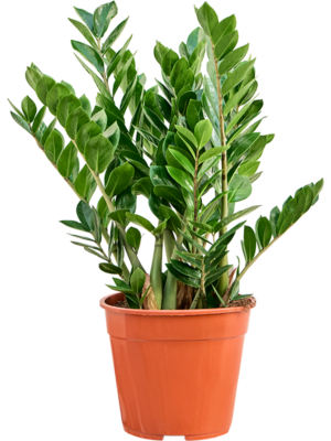 Tuft