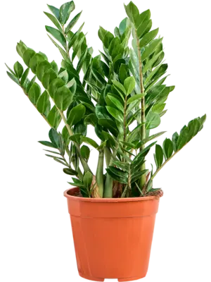 Tuft