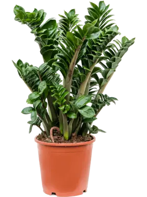 Tuft