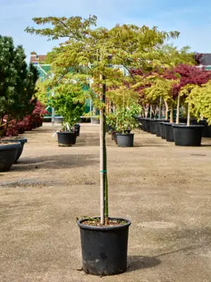 Stem
