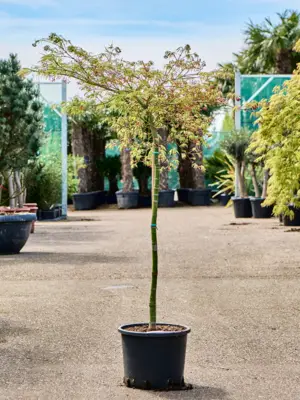 Stem