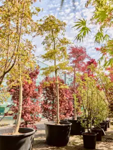 Acer