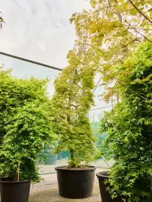 Stem