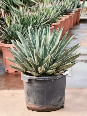 Green/gray