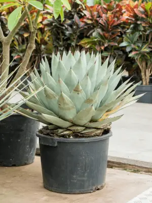 Green/gray