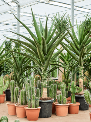Stem