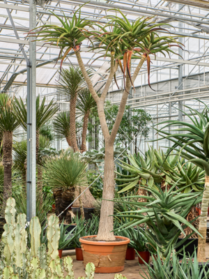 Stem branched