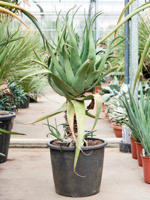 Stem