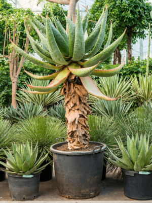 Stem