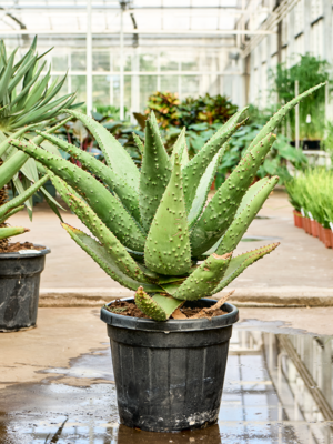 Stem