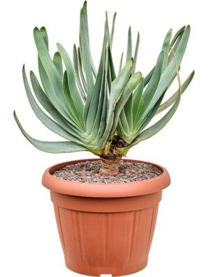 Stem branched