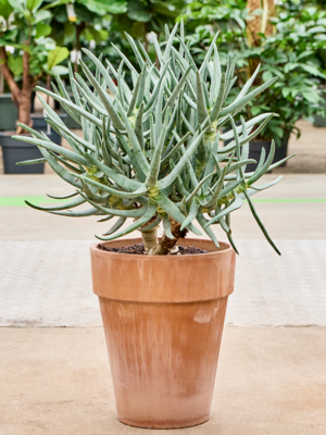 Stem branched