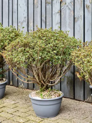 Bush