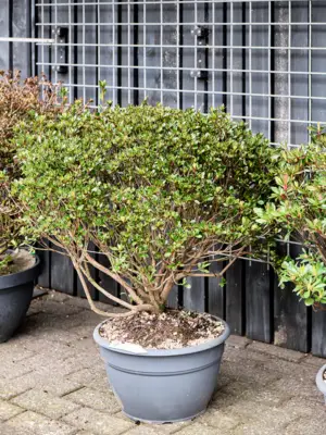 Bush