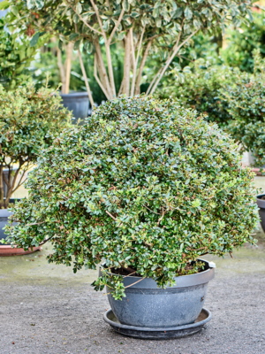 Bush