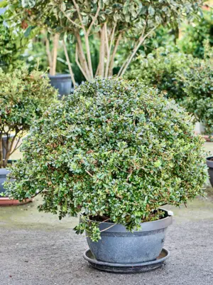 Bush
