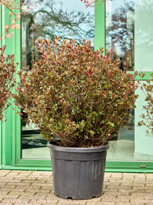 Bush