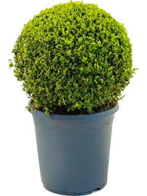 Ball (30-35)